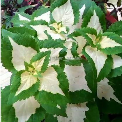 miana tanaman hias miana cinta putih miana akar/miana hijau putih/Miana premium / miana sultan