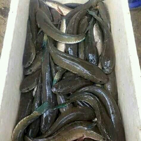 

PASAR ONLINE MURAH - IKAN GABUS SEGAR 500GR