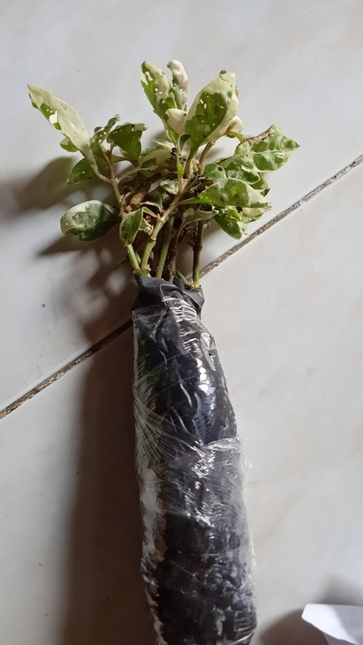 Tanaman Hias Krokot Putih - Kerokot Variegata