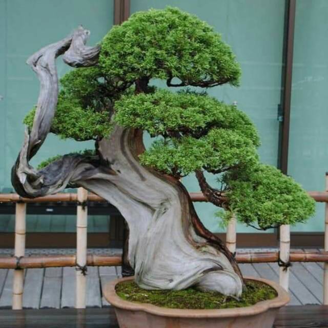 10 Butir Biji benih Pinus Putih.(Whitepine) Jepang