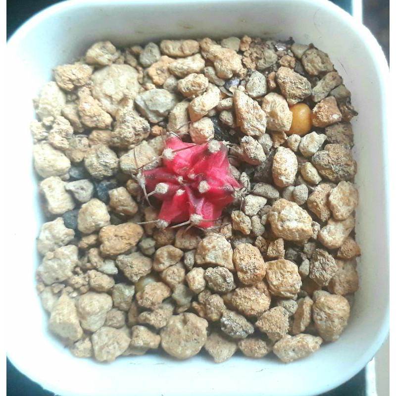 Mihanovichii Lokal Starfire