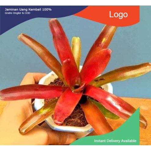 Bromelia merah mini - Tanaman hias bromelia merah mini