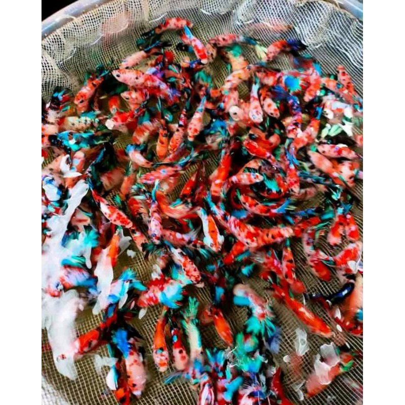 Cupang Nemo Koi Galaxy Multicoler