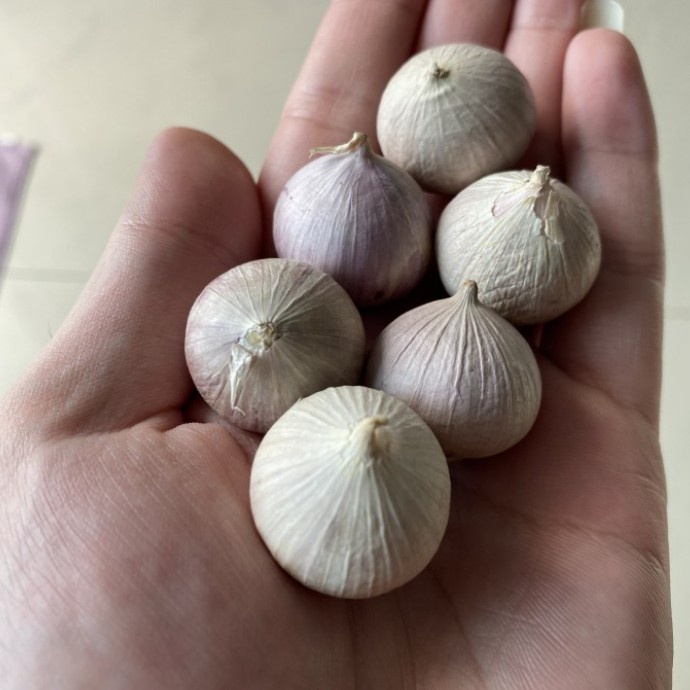 

New Bawang putih tunggal 50 gr