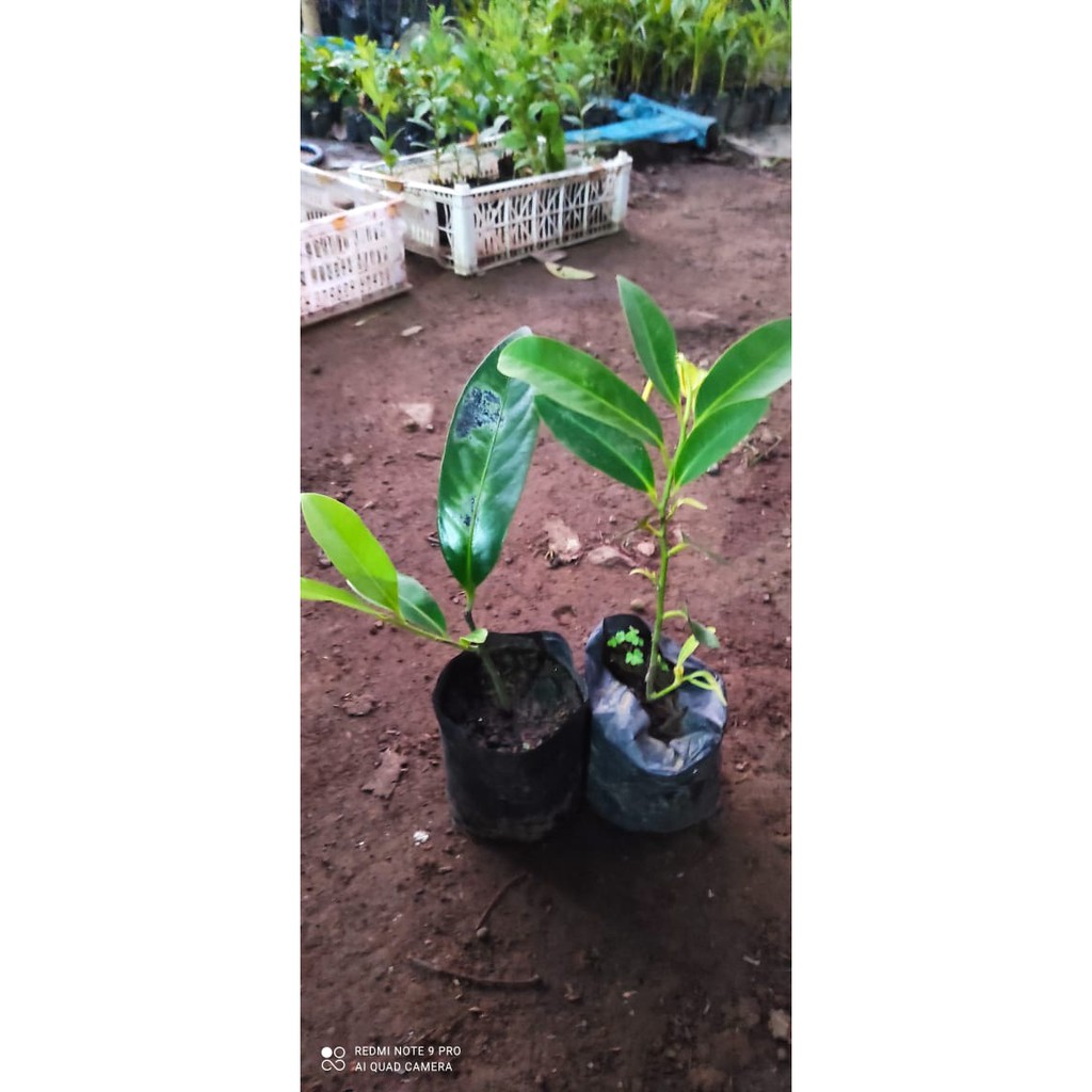 Bibit Buah Black Sapote Jumbo Asli