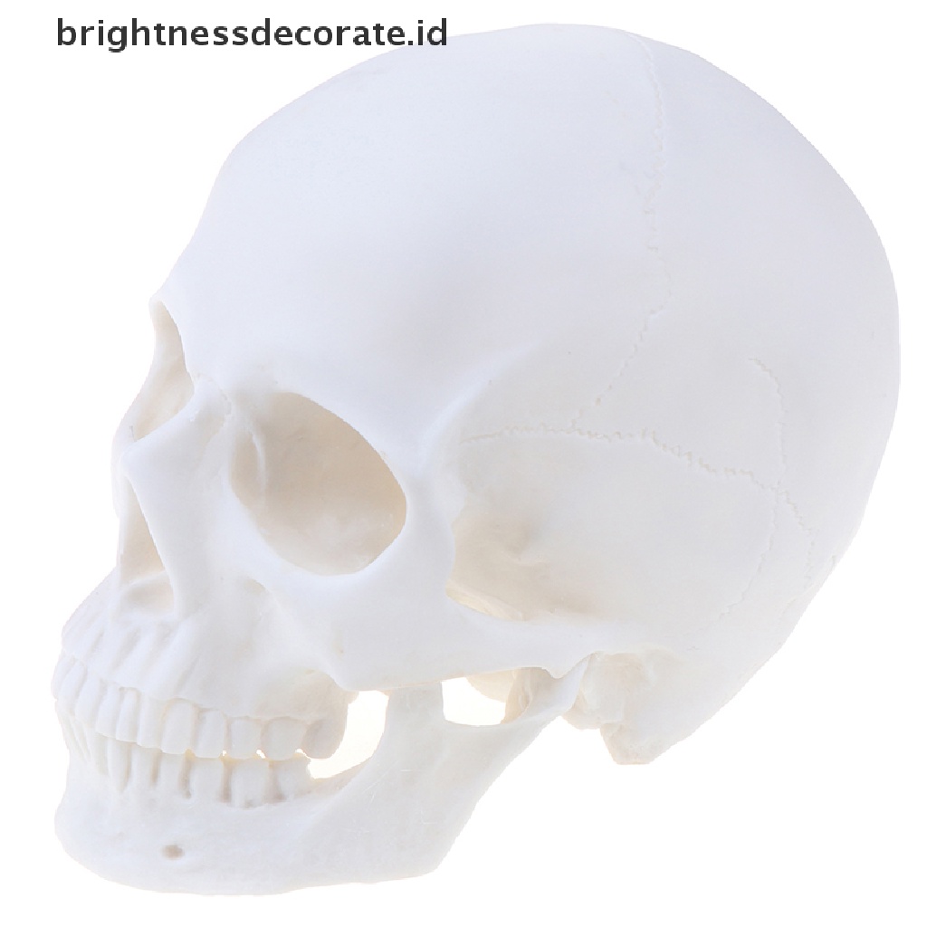Model Tengkorak Manusia Bahan Resin Warna Putih 1: 1 Untuk Dekorasi Halloween