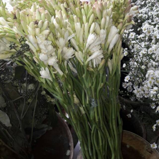 Bunga sedap malam / bunga tangkai segar fresh asli 10 tangkai