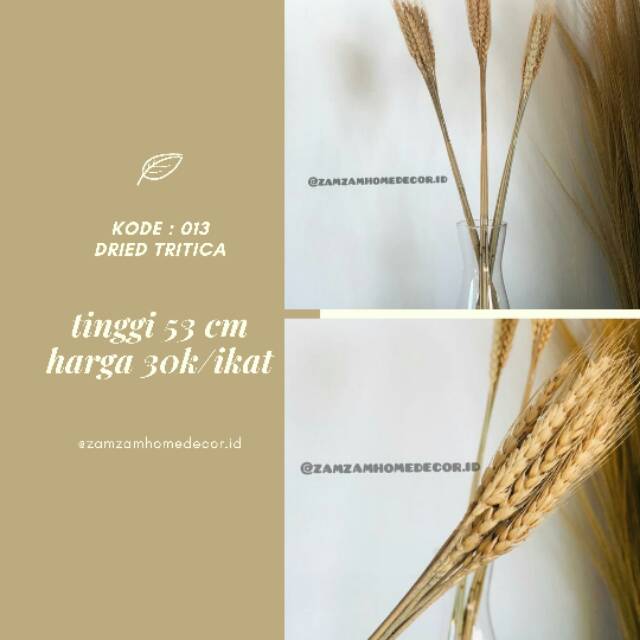 

Dried tritica