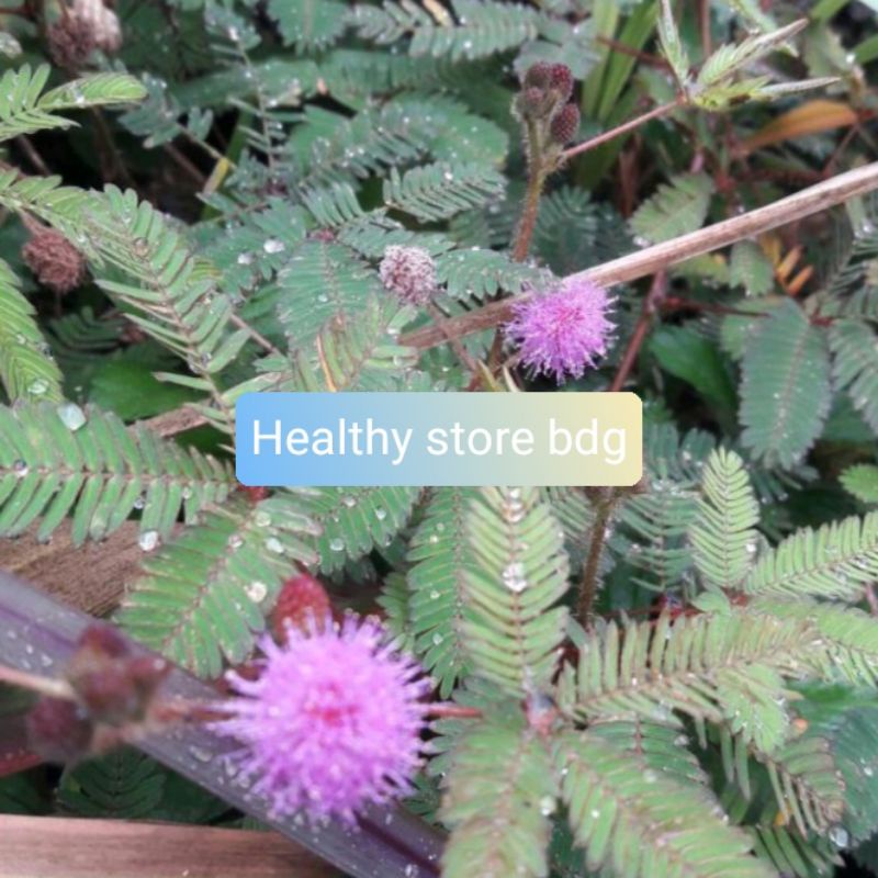 

Daun Putri Malu Segar Per 500 gram