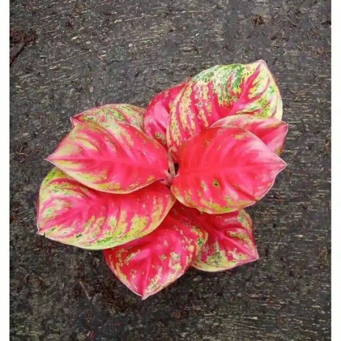 bibit bonggol aglonema Wulandari