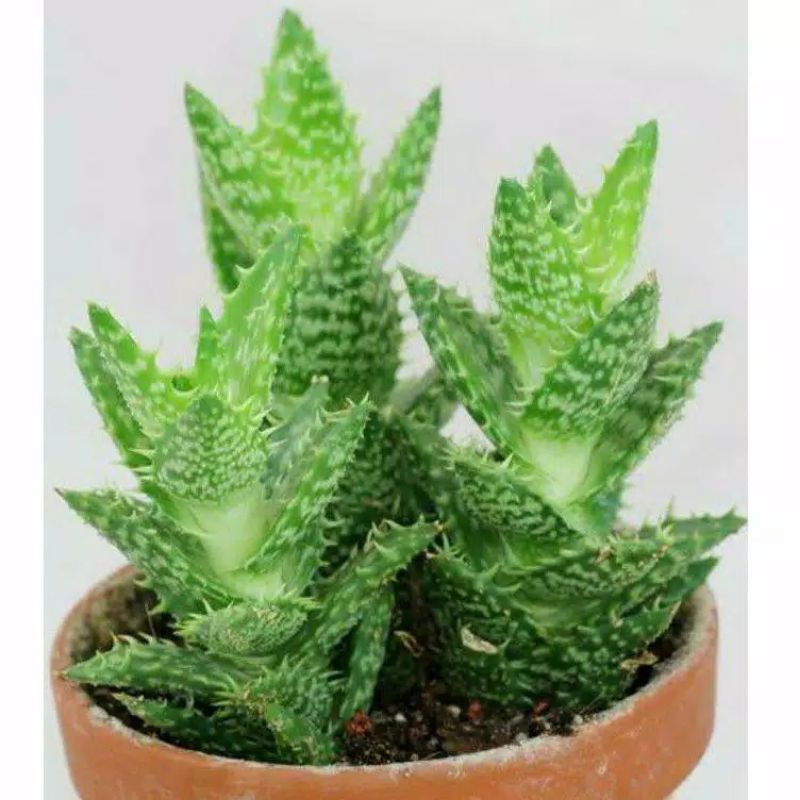 Sukulen Aloe Juvenna Kaktus Hidup Kaktus Sukulen Kaktus Hidup Tanaman Hias Kaktus Sukulen Hidup
