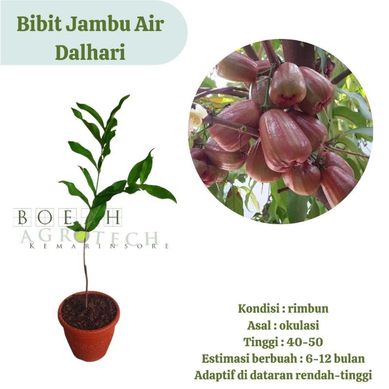 Bibit  Jambu Air Dalhari Super Manis dan Jumbo Okulasi Siap Berbuah (Jaminan Original)