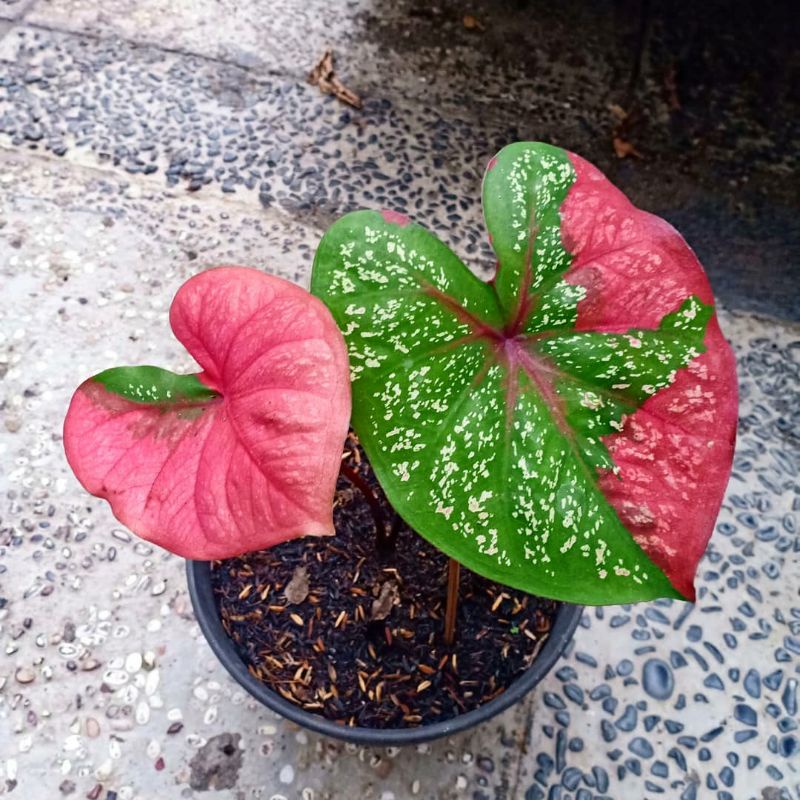 Tanaman Hias Caladium Murah Caladium Baret Keladi Baret