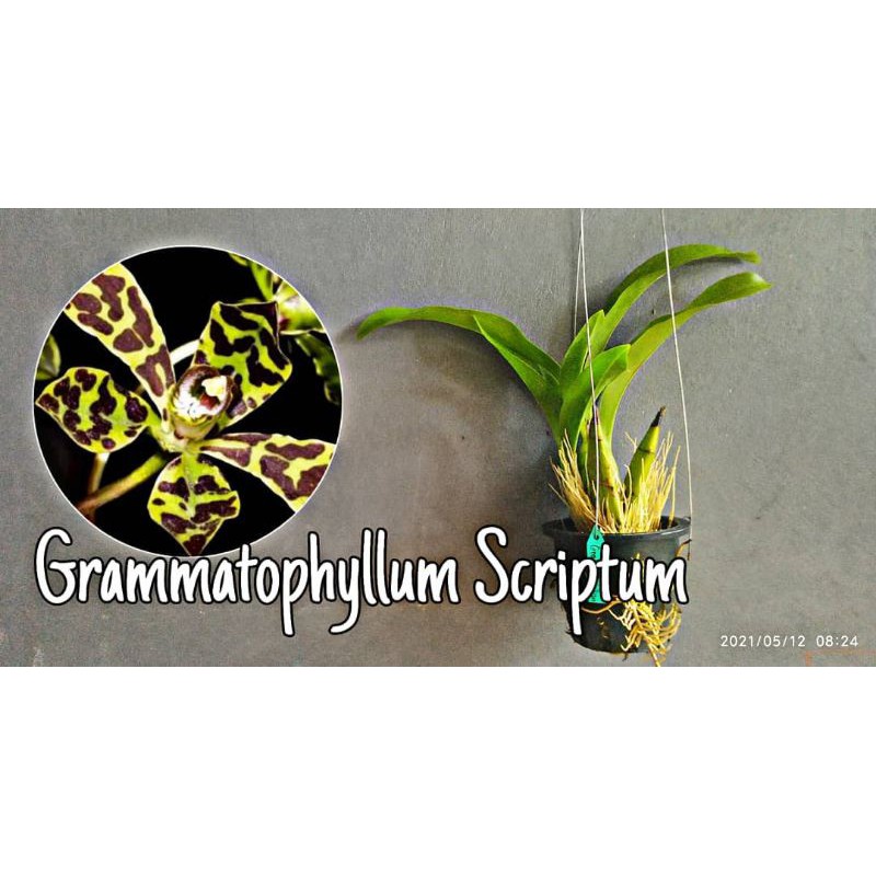 grammatophyllum scriptum