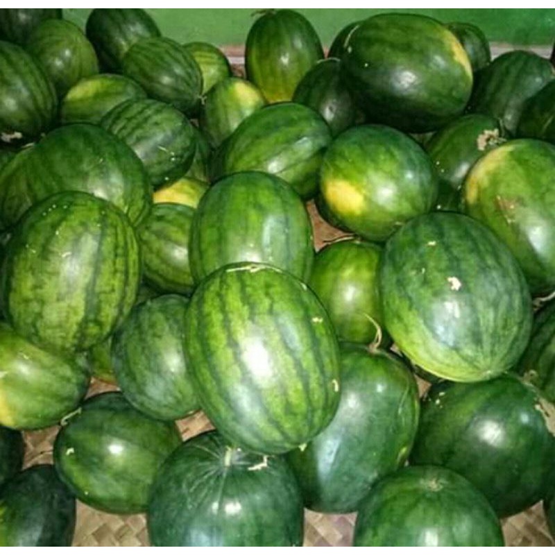 

Semangka merah non biji harga/buah