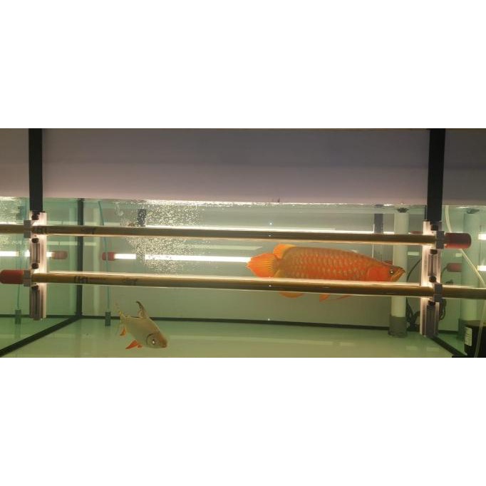 MAYIN Lamp Hanger / Holder Lampu Tanning Arwana / Arowana