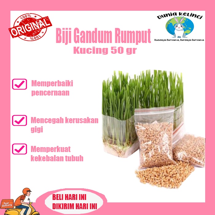 BIJI GANDUM RUMPUT KUCING 50 GR BENIH RUMPUT