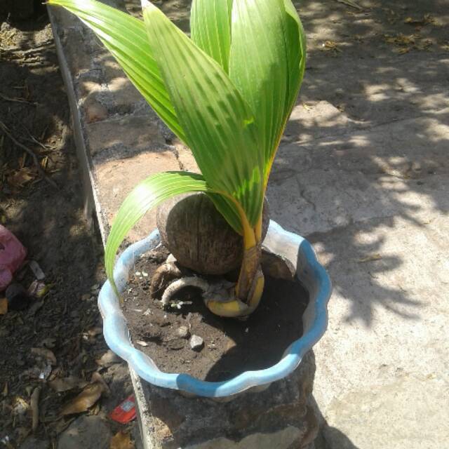 BONSAI KELAPA GADING KUNING