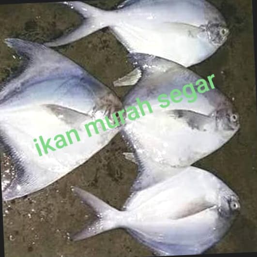 Ikan Bawal Putih Besar Isi 7 8 Ekor Per Kg Shopee Indonesia