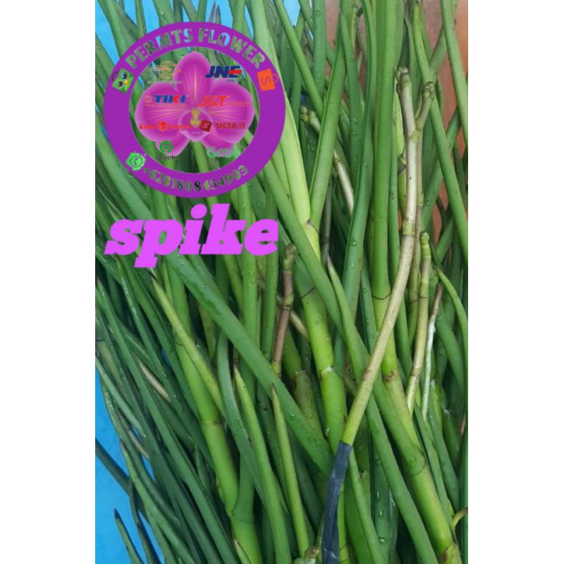 BIBIT ANGGREK TANAH SPIKE