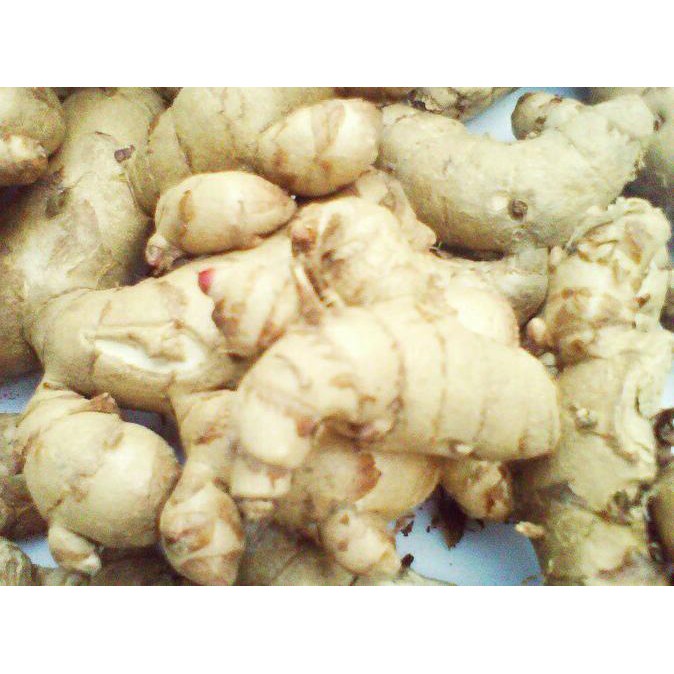 

35Wr46- Kunyit / Temu Putih Segar 1Kg Curcuma Zedoaria Herbal Kanker 8Yf7Tf-