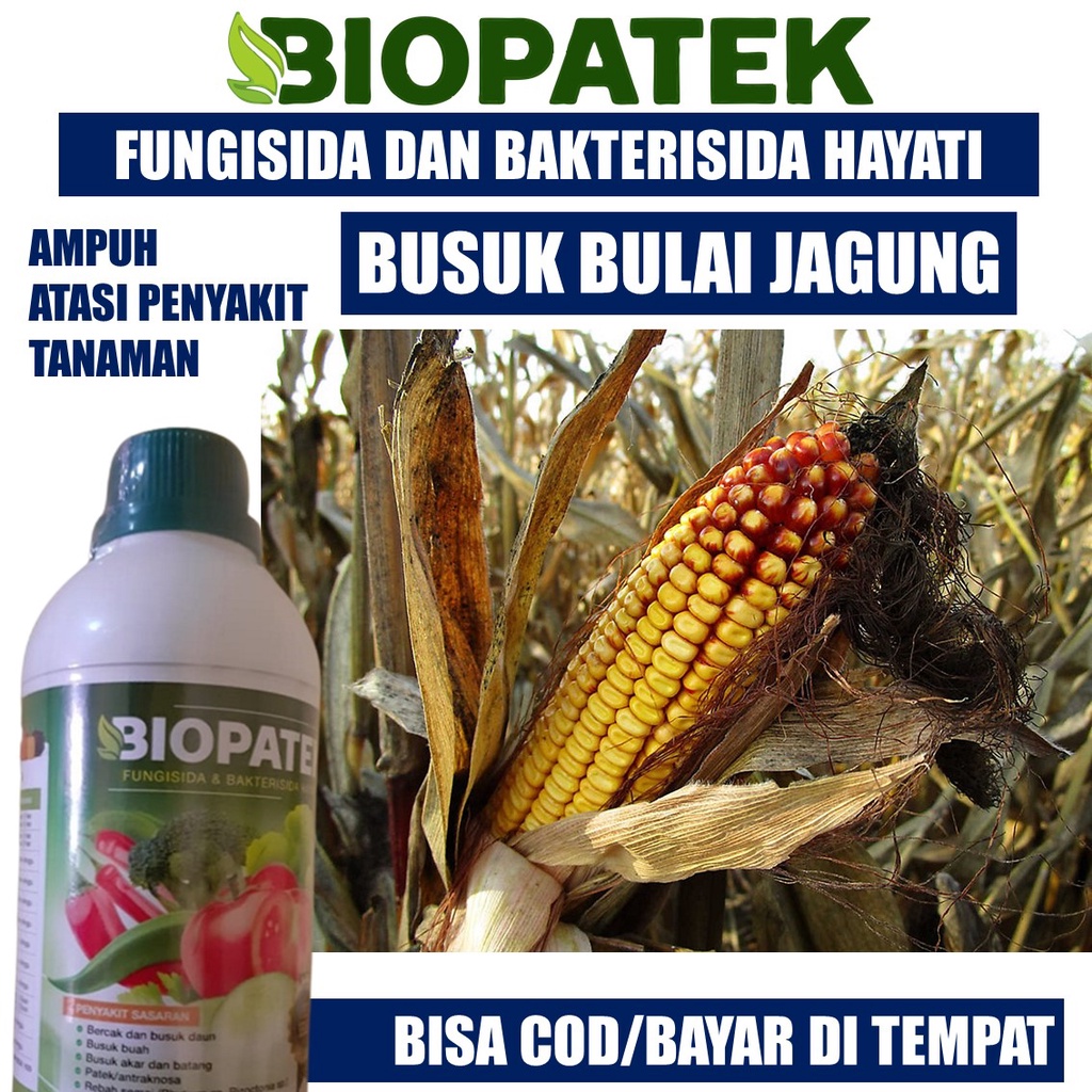 PROMO Fungisida BIOPATEK Obat Busuk Bulai Jagung Terbaik, Pupuk Organik Atasi Busuk Buah dan Batang 