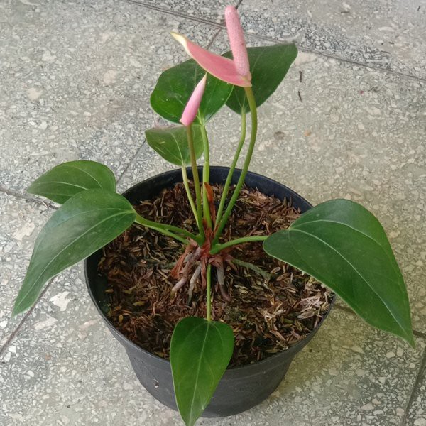 Tanaman Hias Bunga Anthurium Mini Pink - Bibit Tanaman Hias Anthurium Mini Ukuran Dewasa Rimbun Sudah Berbunga