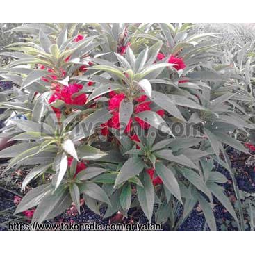 Benih Bunga Gondel Mawar pacar air Impatiens balsamina L 25 butir