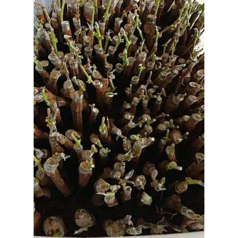

cutting grafting anggur import varian arra15,ninel,trans,dll