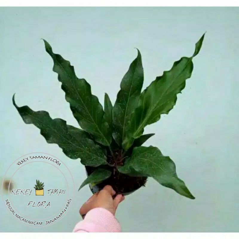 Tanaman Hias Anthurium Gelombang Cinta - Anthurium Gelombang Cinta