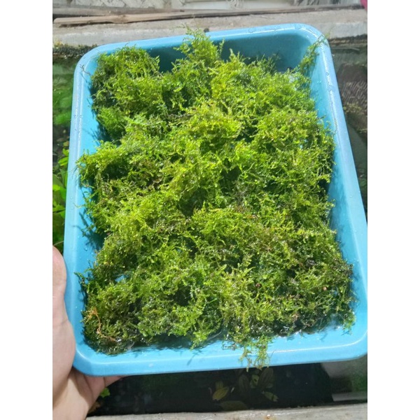 Java Moss murah porsi nampan 23x18
