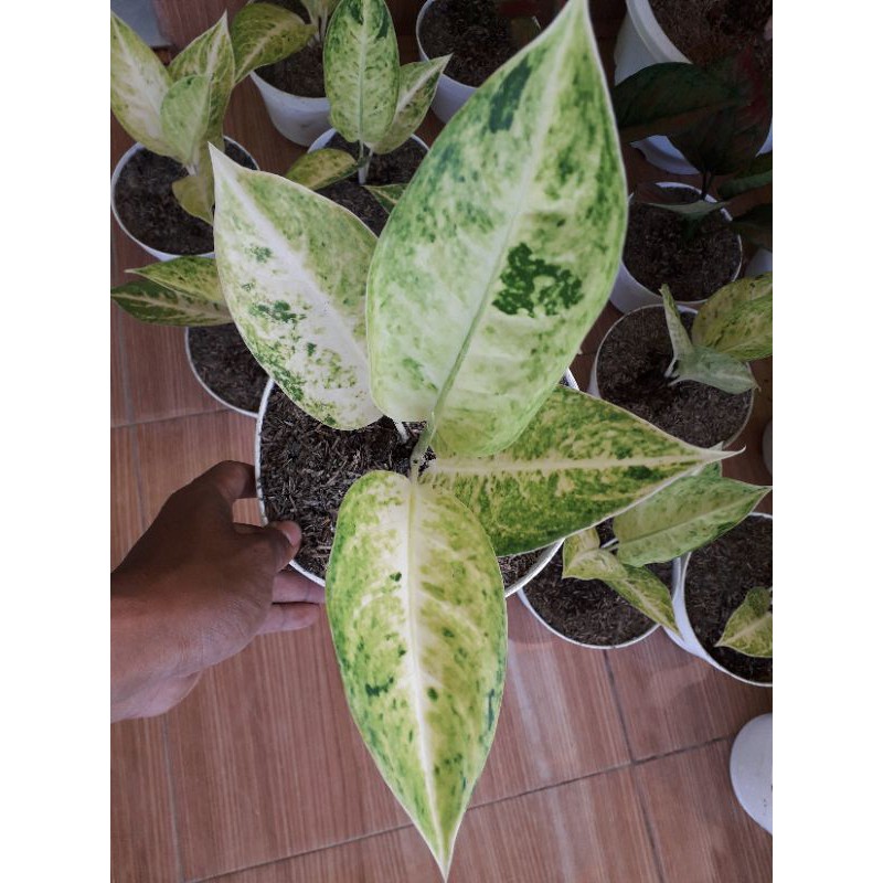 AGLONEMA BIG ROY PUTIH / BIG ROY WHITE