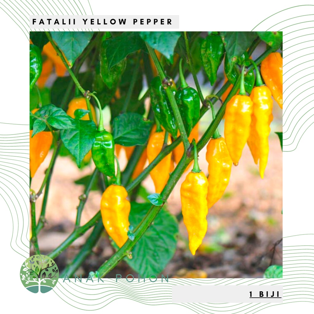 Benih Bibit Biji - Cabai Fatalii Yellow Cabe Super Pedas Pepper Seeds