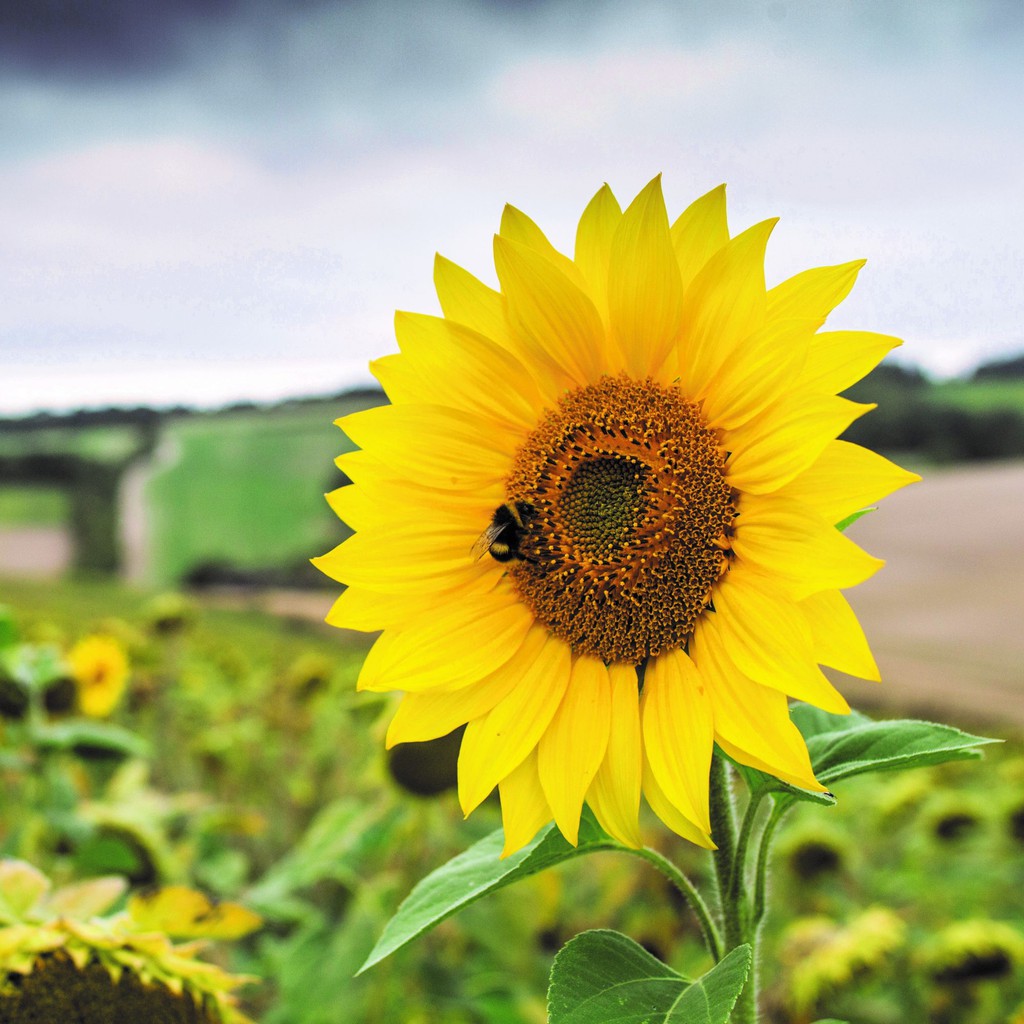 [CHECKOUT Rp. 1000] 50 Benih Bunga Matahari Kuning Unggul Bibit Tanaman Bunga Biji Sunflower-1