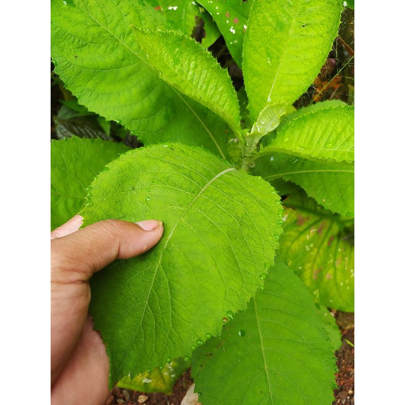 

daun sembung segar fresh herbal