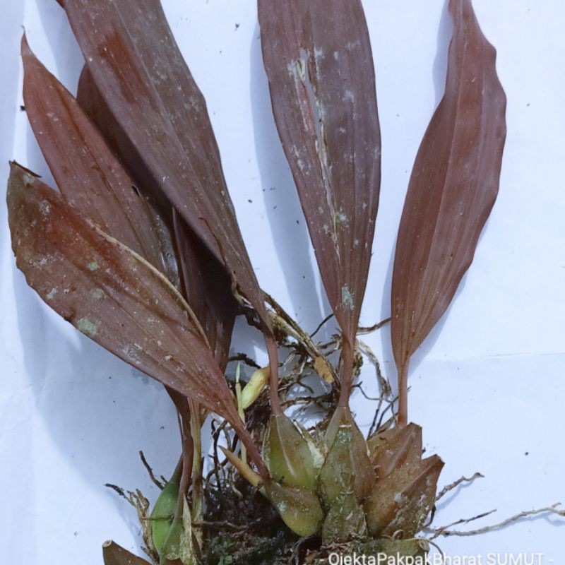 Tanaman Anggrek Coklat Brown Orchid Anggrek Langka Rare Orchid Kujung Anggrek