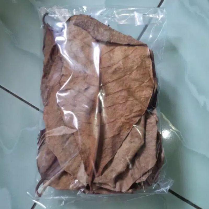 Daun ketapang/obat ikan hias air tawar/obat cupang