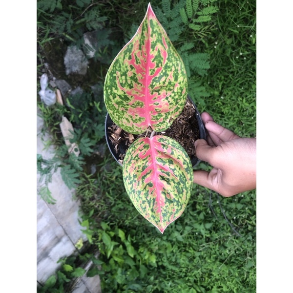 aglonema wulandari remaja - Tanamanhias aglonema wulandari