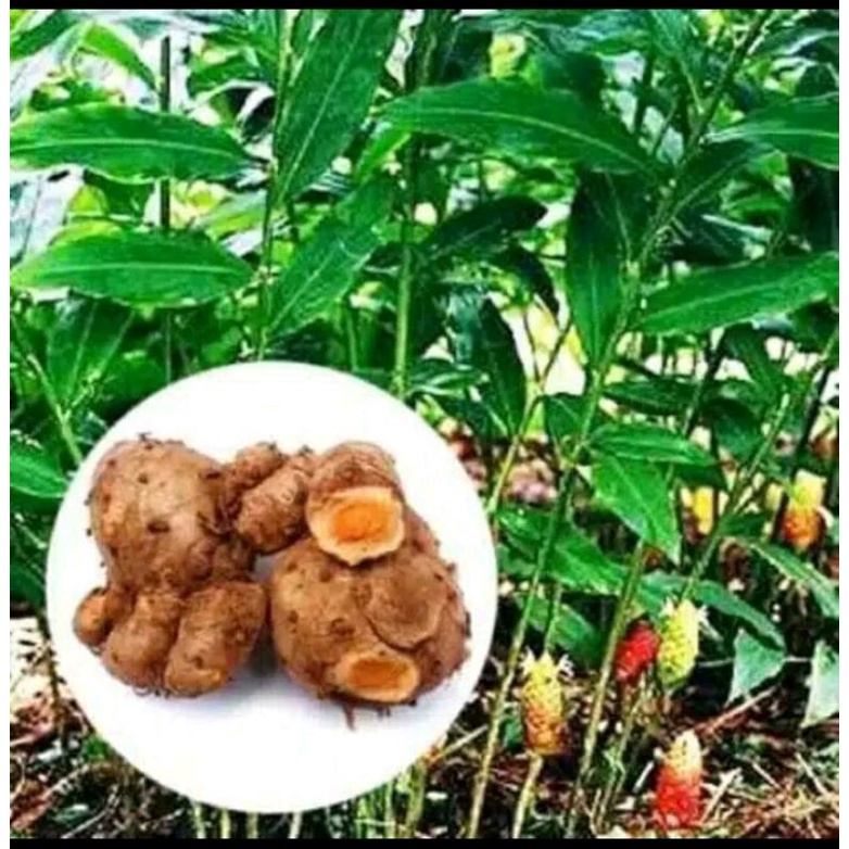 

Jamu Bengle Segar 100gr