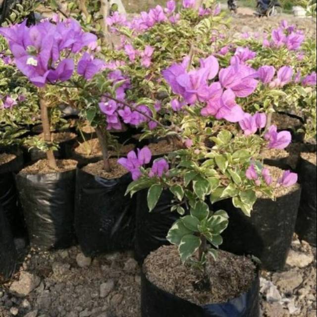 Tanaman hias Bougenville ungu varigata