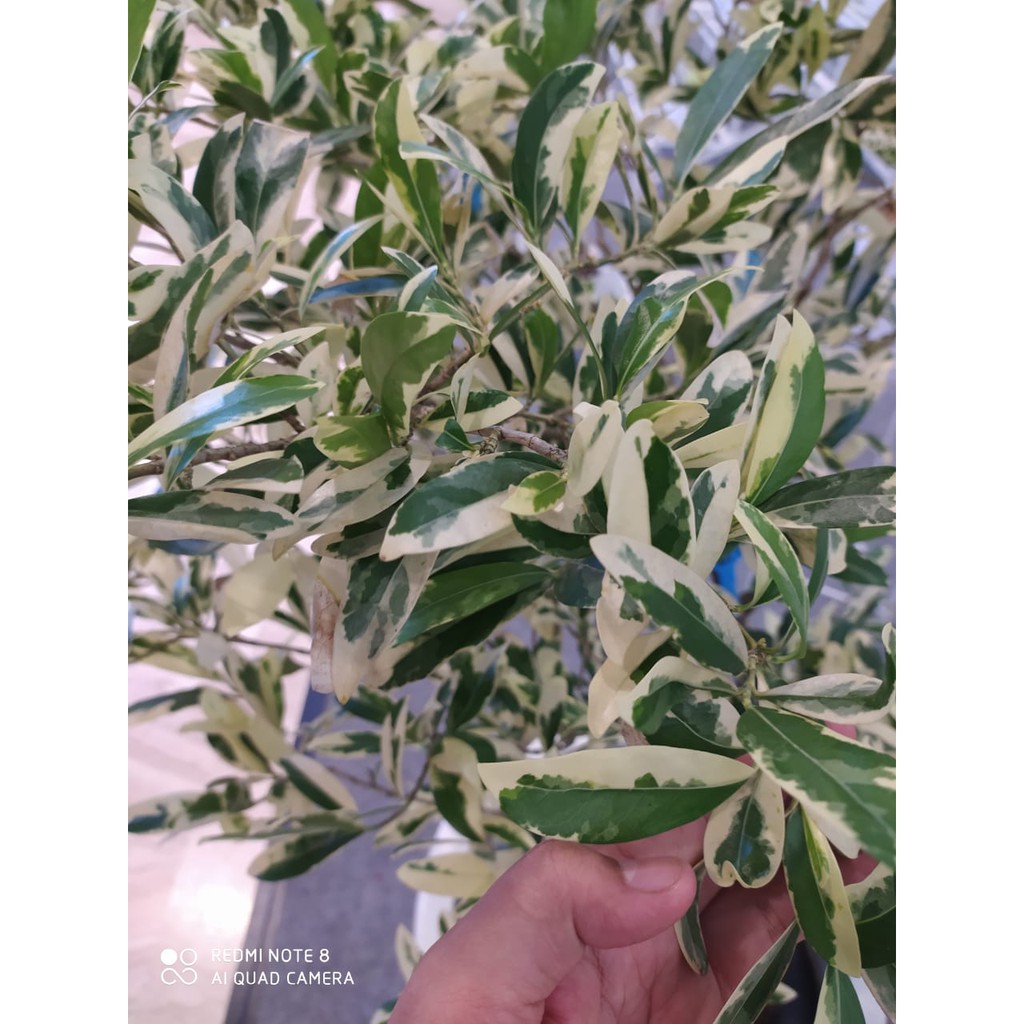 Tanaman Hias Ketapang bringin putih Ficus Benjamina
