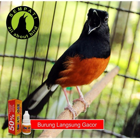 Sempati Joss Vitamin Burung Gacor Stamina Power Nafas Panjang