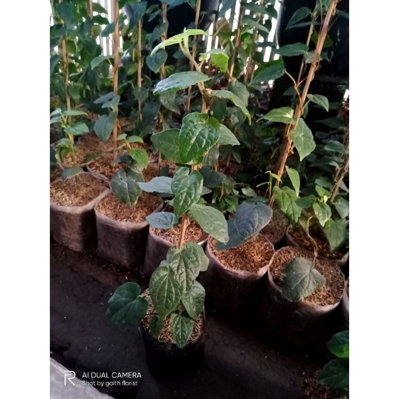 sirih hitam mangkuk Papua