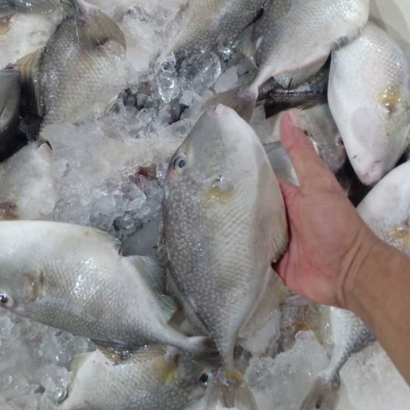 

Ikan Kambing Kambing segar ikan laut size 1-3