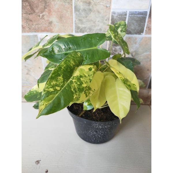 Philodendron Bulemarx Varigata (Brekele Varigata)