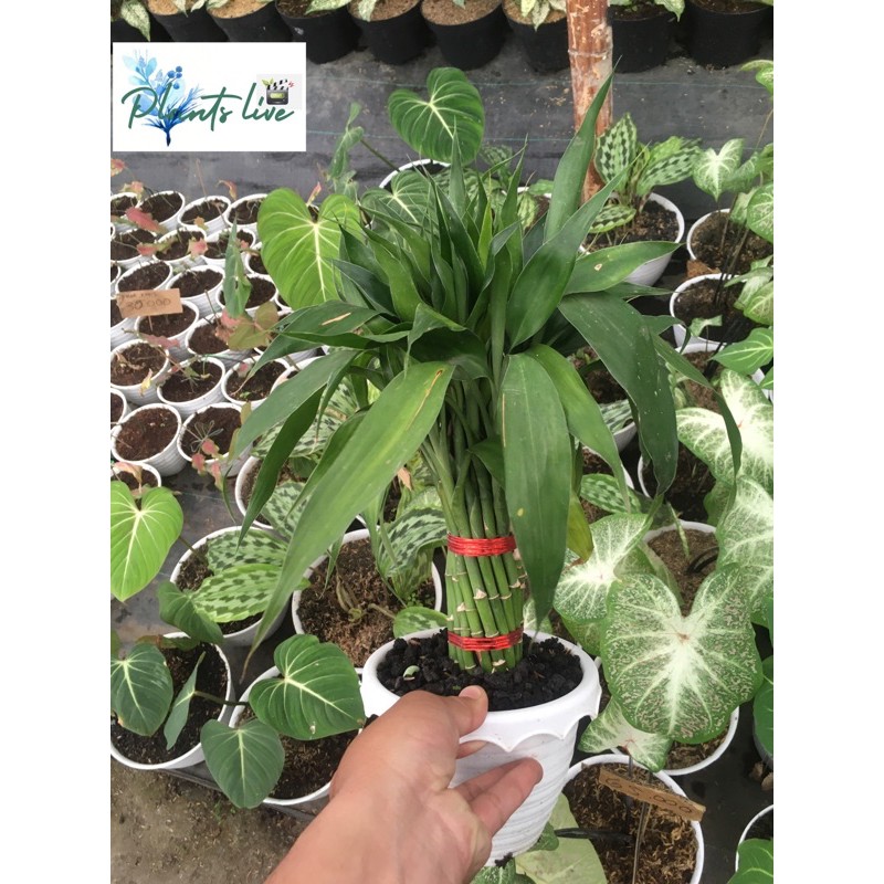 bambu rejeki sri rejeki berdaun