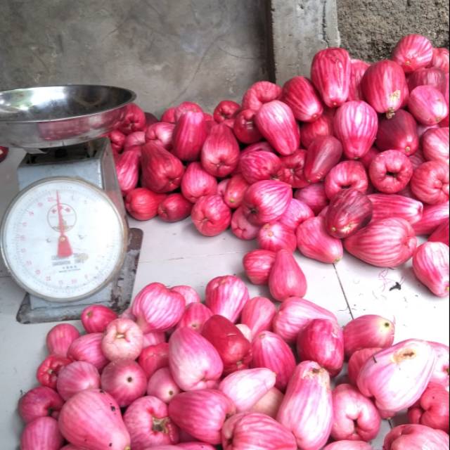 

Jambu jamaika