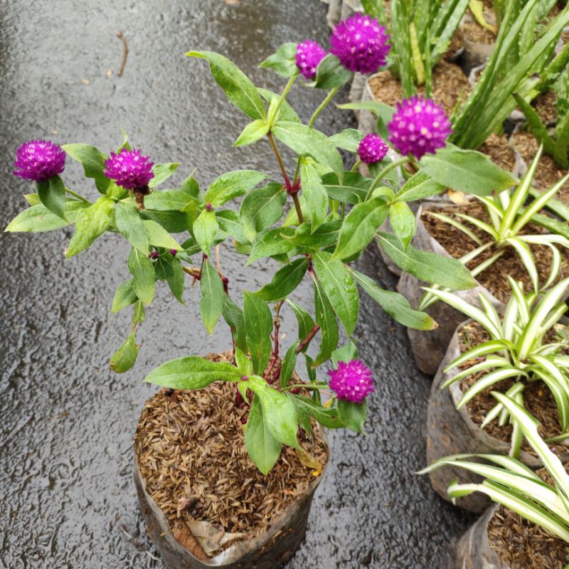 Beli Tanaman Hias Bunga Kancing Tanaman Bunga Kenop Seetracker Indonesia