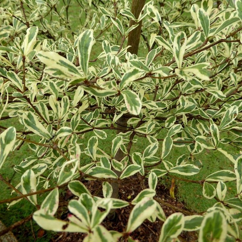 Benih Bibit Biji - Pohon Ketapang Kencana Mix (Random Variegata &amp; Hijau) Madagascar Almond Seeds