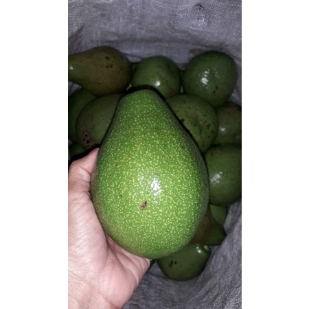 

Buah Alpukat Segar 1 Kg